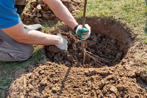 Homme Plante Arbre Nature Environnement Écologie Concept Mains Air — Photo