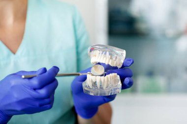 Bir diş hekimi diş ofisinde çene dişörneği tutuyor..