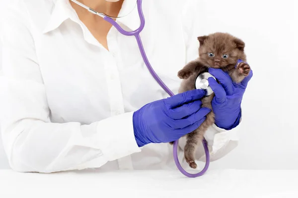 Veterinário examina um gatinho com um estetoscópio em uma clínica — Fotografia de Stock