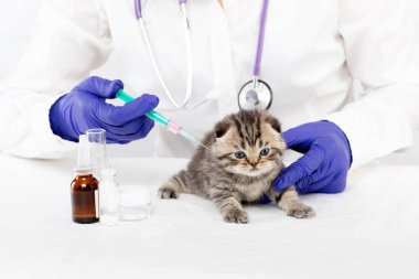 Veteriner bir veteriner kliniğinde küçük bir kedi yavrusu için bir enjeksiyon yapar. Tıp kavramı