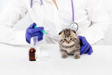 Veteriner bir veteriner kliniğinde küçük bir kedi yavrusu için bir enjeksiyon yapar. Tıp kavramı