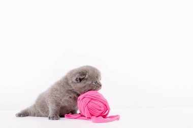 Gri İngiliz kedi yavrusu beyaz bir arka plan üzerinde pembe bir clew ile oynuyor