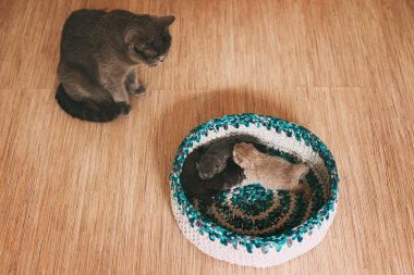 Kedi parlak bir sepet içinde uyuyan dört kabarık kedi yavrusu bakar