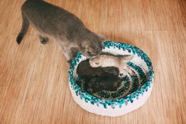 Kedi parlak bir sepet içinde uyuyan dört yeni doğmuş kabarık kedi yavrusu bakar