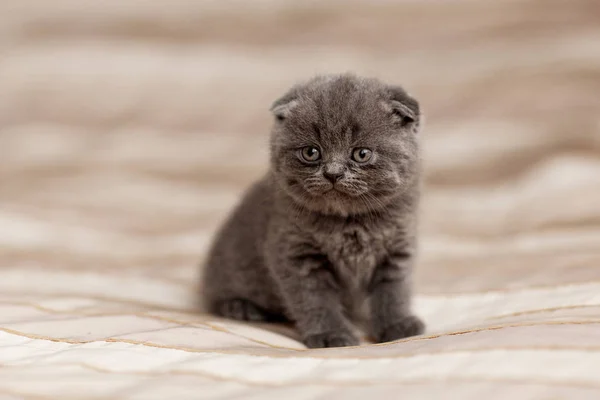 Британський сірий кошеня сидить на плед, Крупний план — стокове фото