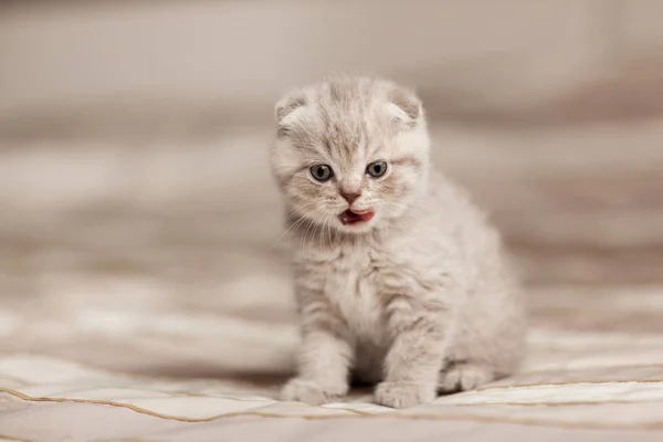 Küçük kedi bir ekose oturur ve çerçeve içine bakar.