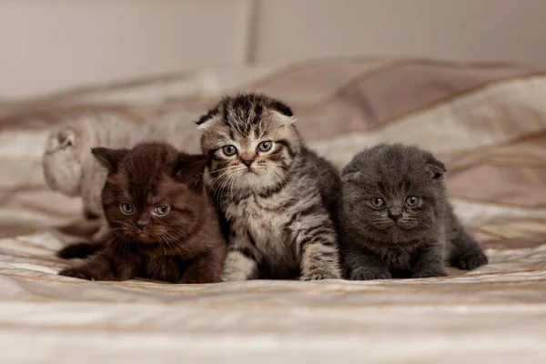 Gatitos británicos muy lindos de hermosos colores se sientan en un cuadros y miran en el marco — Foto de Stock