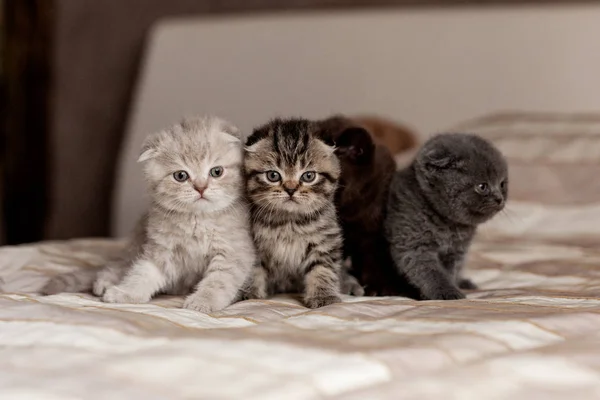 Güzel renklerin çok sevimli İngiliz kedi yavruları bir ekose oturup çerçeve bakmak