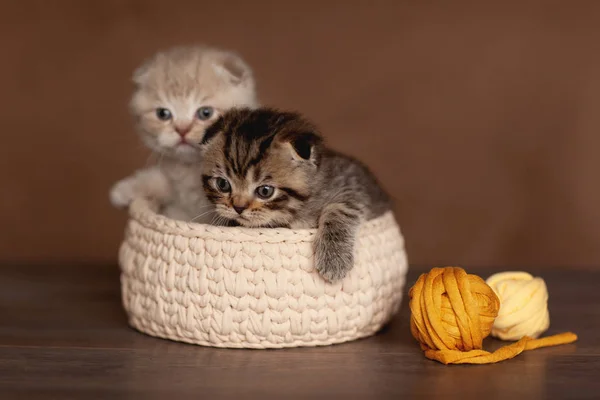 Милые британские котята красивых цветов выглядывают из бежевой корзины — стоковое фото