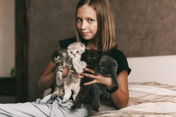 Dítě má nádherné britské koťátka různých barev v rukou — Stock fotografie