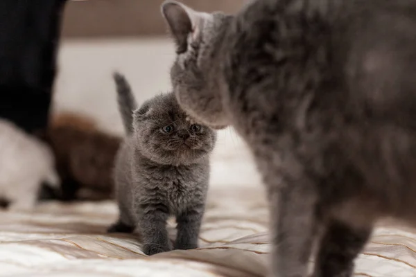 Kot liże jej piękny mały kociak — Zdjęcie stockowe