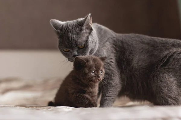 Kedi güzel küçük kedi yavrusunu yalıyor.