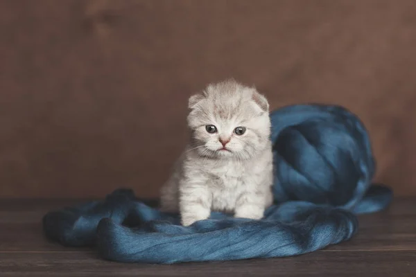 Śliczne brytyjskie Kitten owinięte w niebieską przędzę — Zdjęcie stockowe