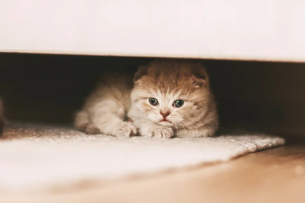 Mały kociak zagląda spod szafy. — Zdjęcie stockowe