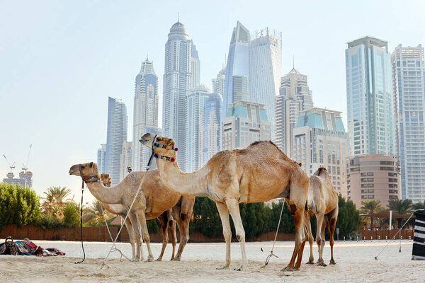 Dubai, UAE, November 2019 Four camels stand on the beach against the backdrop of modern skyscrapers in the Dubai Marina district