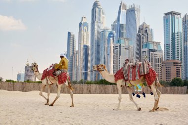 Dubai, BAE, Kasım 2019 Dubai sahilinde bir Arap deve üzerinde oturuyor.