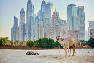 Dubai, BAE, Kasım 2019 Dubai limanındaki modern gökdelenlerin önünde bir Camel duruyor.