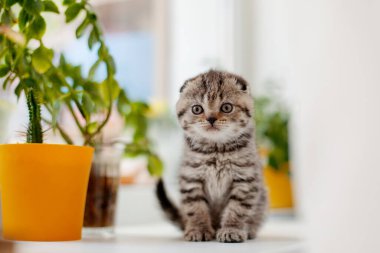 Küçük bir İngiliz tekir kedisi pencere kenarında oturuyor ve kameraya bakıyor, yanında saksılar dolusu çiçek var. Evcil hayvanlar, evcil hayvanlar, dikkat