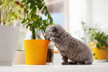 Meraklı bir İngiliz kedisi pencere eşiğinde oturur ve yanında bir çiçek olan bir çömleğe bakar. Evcil hayvanlar, evcil hayvanlar, dikkat