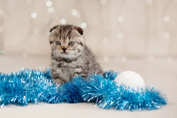 Mały Kotek Tabby Niebieskimi Świecidełkami Białymi Świątecznymi Kulkami Prezent Wakacje — Zdjęcie stockowe