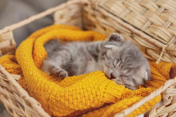 Cute Gray Kitten Sleeps Basket Bright Yellow Blanket Pet Friendship — Stock Photo, Image