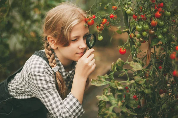 Uma linda menina examina pequenos tomates cereja através de uma lupa. Crianças curiosas. Produtos orgânicos puros — Fotografia de Stock