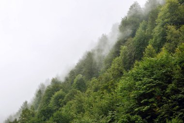 Güzel yeşil ağaçlar bir tepede Sochi dağlarda siste