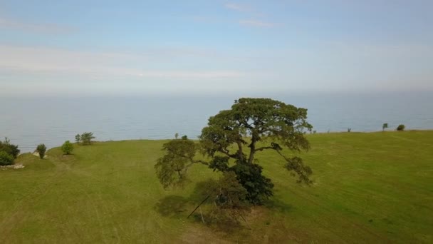 Luchtfoto van de boom in de buurt van de kust Jurkalne, Oostzee, Letland — Stockvideo