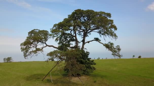 Εναέρια άποψη του δέντρου κοντά ακτή Jurkalne, Βαλτική θάλασσα, Λετονία — Αρχείο Βίντεο