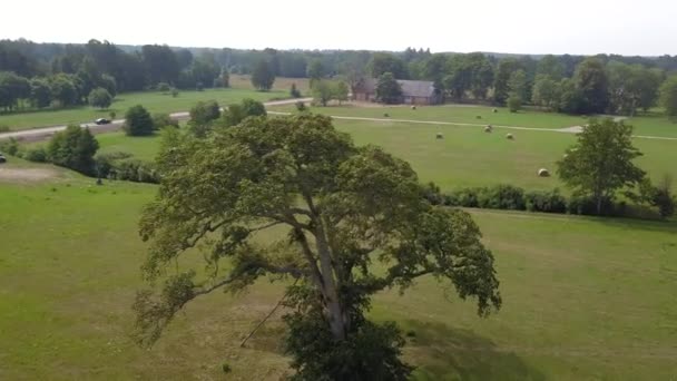 해안선 Jurkalne, 발트 해, 라트비아의 나무의 항공 보기 — 비디오
