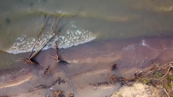 Vista aérea del pino muerto en la playa Jurkalne, Mar Báltico, Letonia — Vídeos de Stock