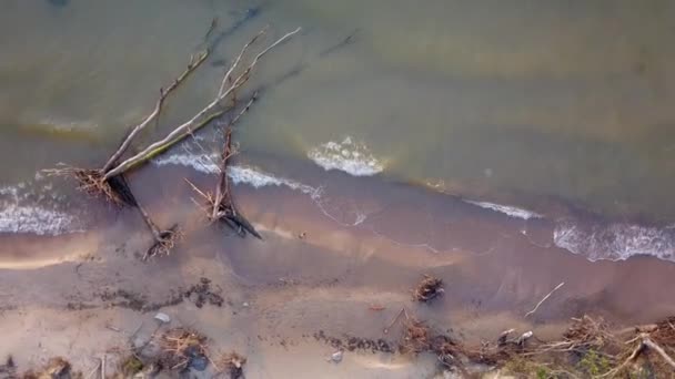 A légi felvétel a halott fenyő fa a parton, Jurkalne, a Balti-tenger, Lettország — Stock videók