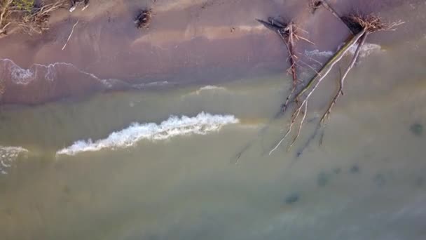 Vista aérea de pinheiros mortos na praia Jurkalne, mar Báltico, Letónia — Vídeo de Stock