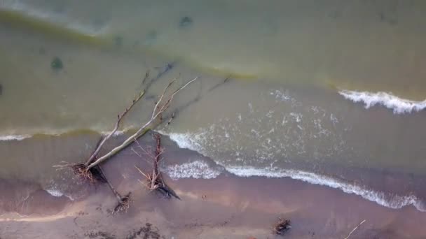 해변에 죽은 소나무의 항공 보기 나무 Jurkalne, 발트 해, 라트비아 — 비디오
