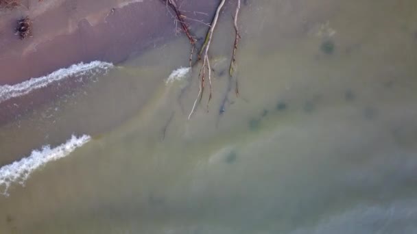Aerial view of dead pine tree on the beach Jurkalne, Baltic sea, Latvia — Stock Video