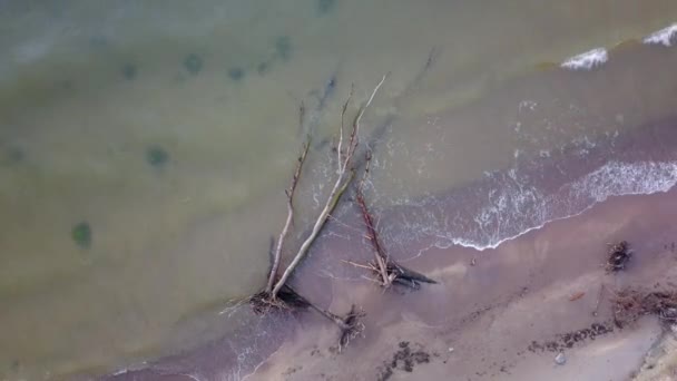 Vista aérea de pinheiros mortos na praia Jurkalne, mar Báltico, Letónia — Vídeo de Stock