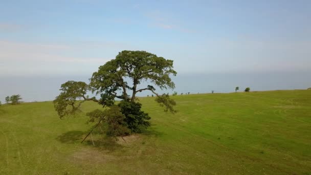 Vista aérea del árbol cerca de la costa Jurkalne, Mar Báltico, Letonia — Vídeos de Stock