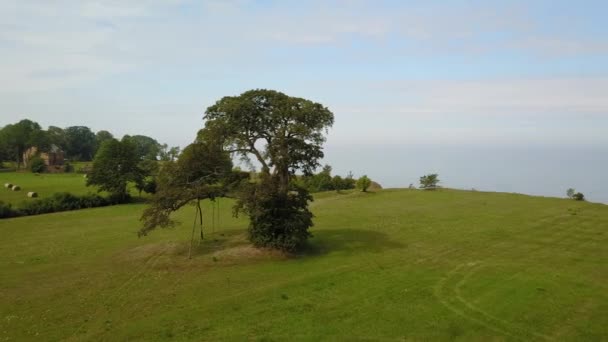 Vista aérea del árbol cerca de la costa Jurkalne, Mar Báltico, Letonia — Vídeos de Stock