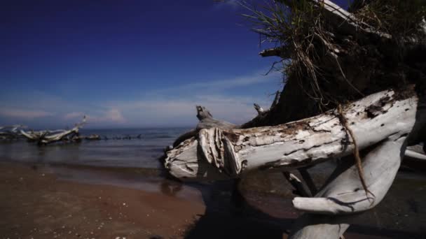 Mrtvý strom na pláži mysu Kolka, Baltské moře, Lotyšsko — Stock video