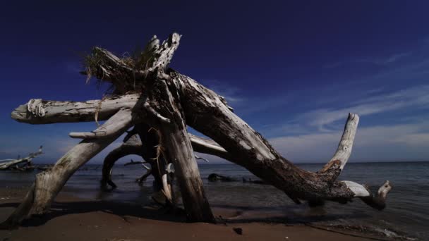 Pino morto sul promontorio della spiaggia Kolka, Mar Baltico, Lettonia — Video Stock