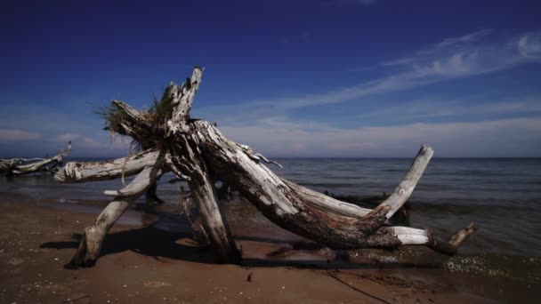 Мертвая сосна на пляжном мысе Колка, Балтийское море, Латвия — стоковое видео