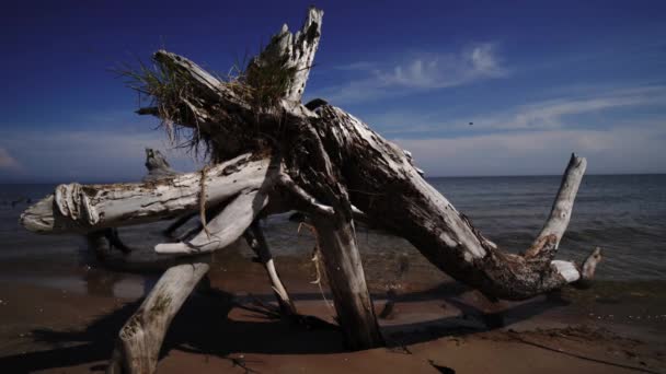 Dood naaldboom op het strand Kaap Kolka, Oostzee, Letland — Stockvideo