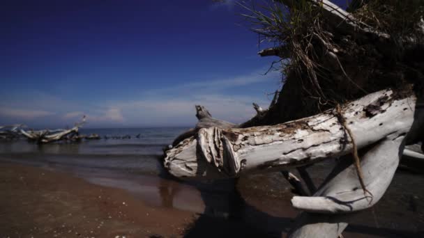 Pinheiro morto na capa da praia Kolka, mar Báltico, Letónia — Vídeo de Stock