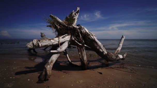 Dood naaldboom op het strand Kaap Kolka, Oostzee, Letland — Stockvideo