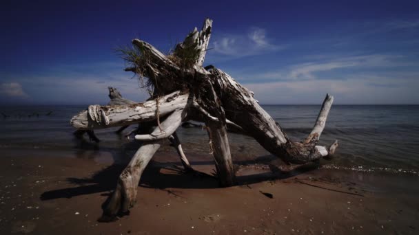 Мертві Дерево сосни на пляжі мис Колька, Балтійського моря, Латвія — стокове відео