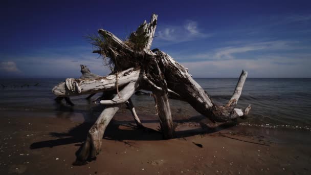 Pino morto sul promontorio della spiaggia Kolka, Mar Baltico, Lettonia — Video Stock