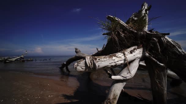 Pino muerto en el cabo de la playa Kolka, Mar Báltico, Letonia — Vídeo de stock