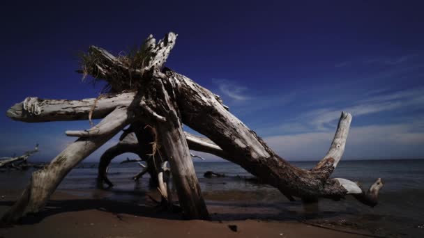 Pinheiro morto na capa da praia Kolka, mar Báltico, Letónia — Vídeo de Stock