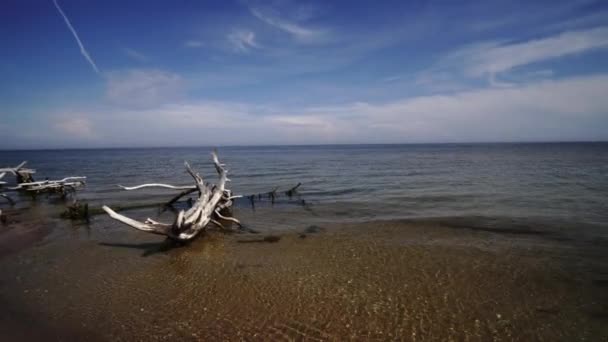 ビーチ岬 Kolka、バルト海、ラトビアの死んでいる松の木 — ストック動画