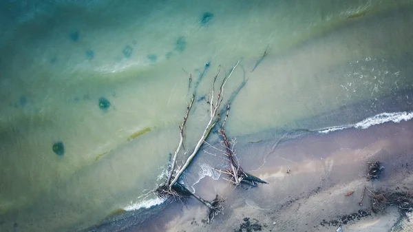 Pino muerto en el cabo de la playa Kolka, Mar Báltico, Letonia — Foto de Stock